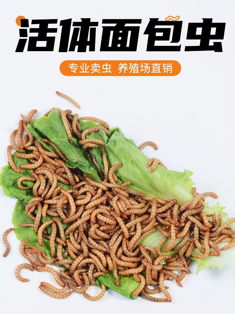 面包虫活体黄粉虫活虫大麦虫鹦鹉乌龟金龙鱼食画眉鸟石蛙饲料包邮