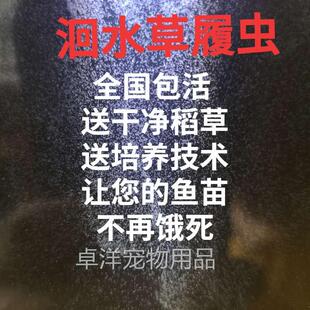 洄水大草履虫学校实验高纯度活体草履虫卵生鱼苗开口虫洄水蚤鱼食