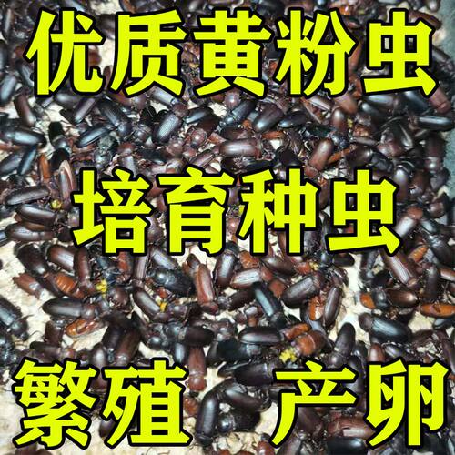 黄粉虫种虫卵母虫培育甲壳虫大麦虫面包虫成虫繁殖产卵虫蛹种虫卵