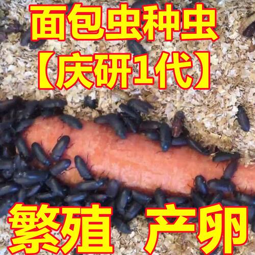 黄粉虫种虫卵母虫培育甲壳虫大麦虫面包虫成虫繁殖产卵虫蛹种虫卵