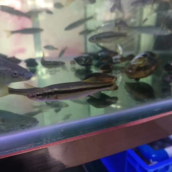 柳根鱼苗活鱼木叶子鱼原生观赏鱼秦岭溪流冷水鱼珍稀罕见好养