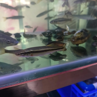 柳根鱼苗活鱼木叶子鱼原生观赏鱼秦岭溪流冷水鱼珍稀罕见好养