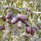 新枣1000克新疆若羌灰枣特等自然吊杆2斤未清洗自家种植红枣零食