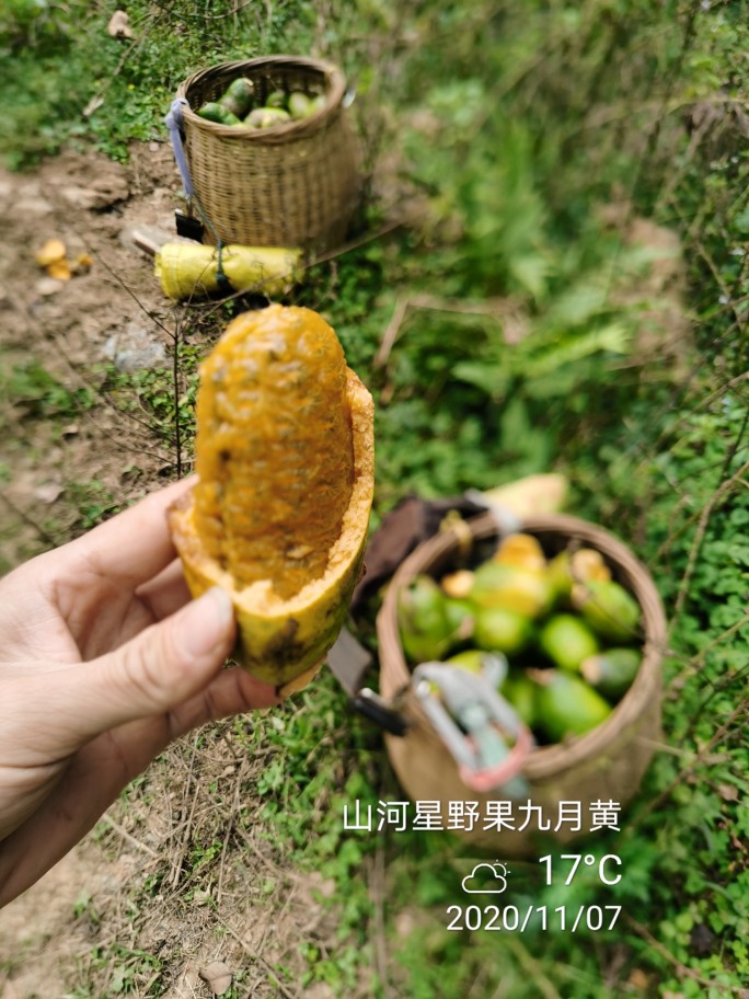 闽新鲜野生水果牛郎果牛哈卵九月瓜拿藤包牛卵坨 九月黄金蕉 4斤