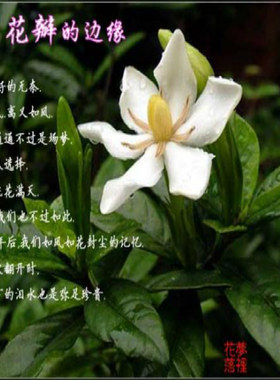 自然生态台湾香水福建清流栀子花