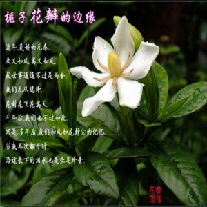 草药苗 台湾香水 栀子花树苗 根 黄栀子苗 福建三明清流闽中野草