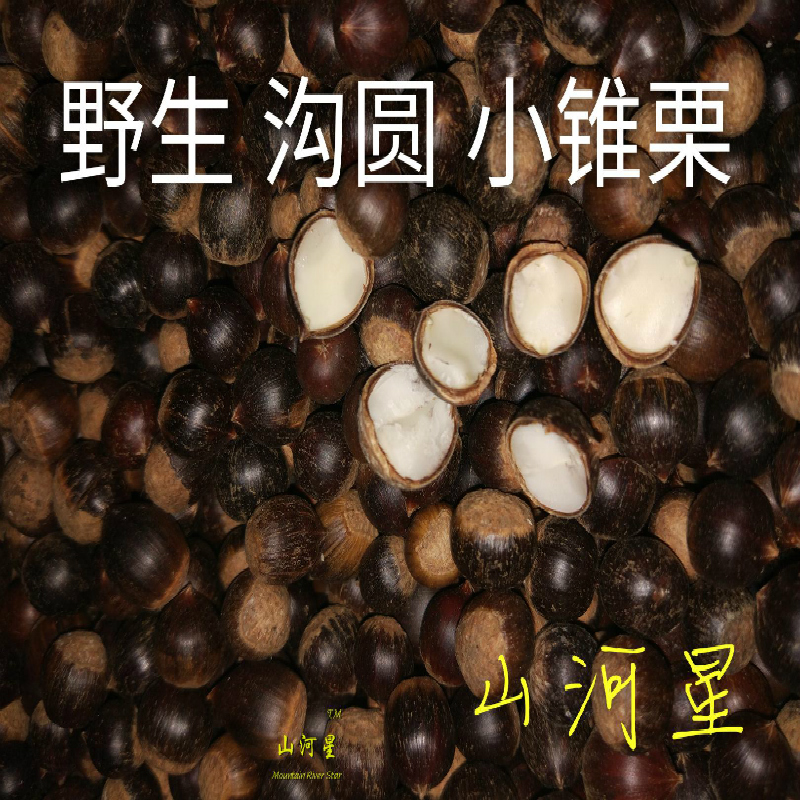 山河星野果野生水果沟圆毛栗子小板栗新鲜钩锥栗种红椎子坚果蛋白