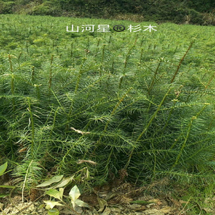 沙树苗杉木苗 良种用材造林沙树三代杉树苗 绿化木头福建三明清流
