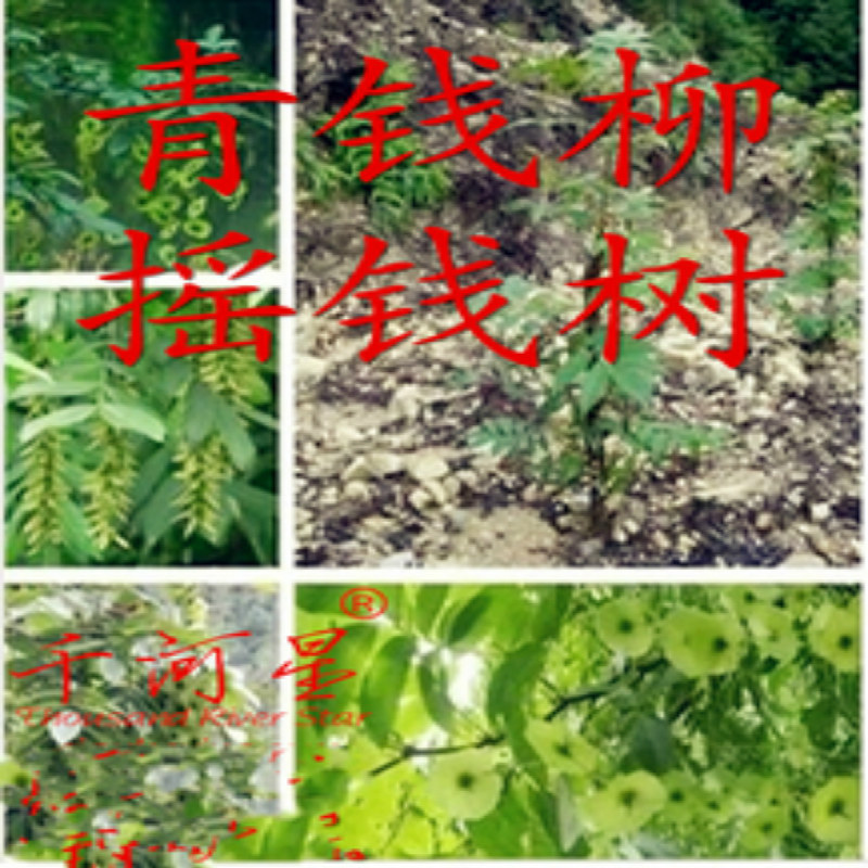 青钱柳树苗降 糖神茶叶摇钱树 野草材苗木福建三明清流种子