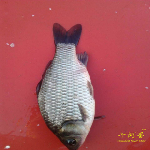 淡水鱼塘水库夏花鱼苗福建三明清流九龙湖生态小杂鱼 饵料鱼翘嘴