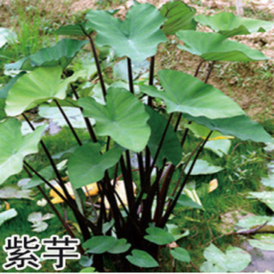 蔬菜苗 小青菜 花菜 四季 羽衣甘蓝 白菜 包菜 菜球 福建三明清流