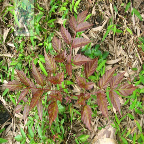 土茶苗 盆栽植物 藤茶苗 莓茶 龙须茶 显齿蛇葡萄 福建客家三明 - 封面