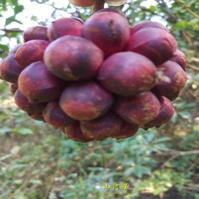 新鲜生态水果野草 黑老虎牛大力果 酒饭团布福娜菠萝葡萄释迦摩尼