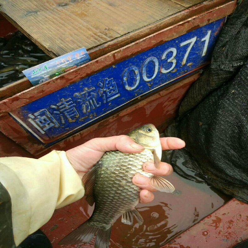 山河星 生态河鱼 鲫鱼 九龙湖 土鱼 生鲜活 食品福建三明清流河鱼