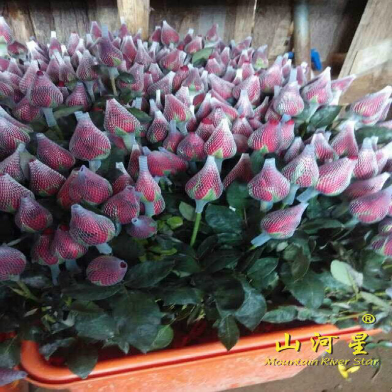 花店红玫瑰各色卡罗拉金粉色求爱情人节庆鲜花花卉家居装饰闽清流