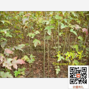 霜叶 枫香 树苗 生态 造林绿化苗木 福建三明 青枫 红枫日本美国