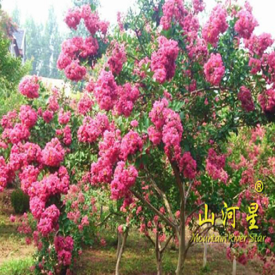紫荆苗 惊儿树百日红满堂红 红花紫薇树苗 福建三明清流 摇钱树