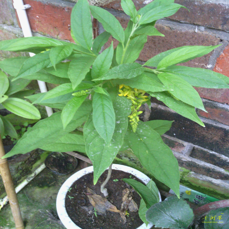 野草种苗 倒吊黄花倒水莲树苗 黄花远志根带带黄花苗植物牛奶根闽