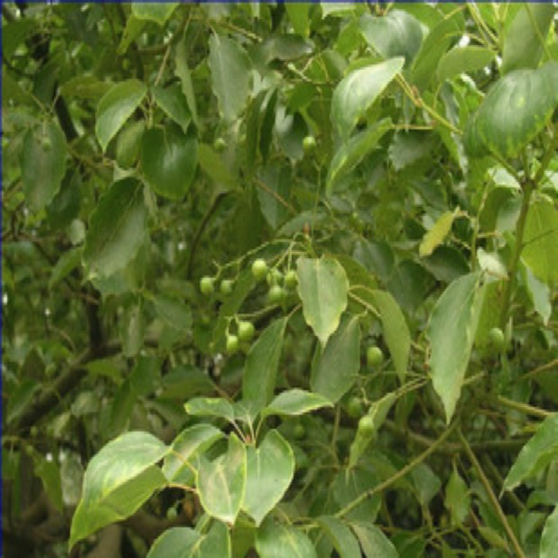 野 香樟苗 树叶/枝果根 原木木头 防风树虫龙脑芳香 福建三明卤料
