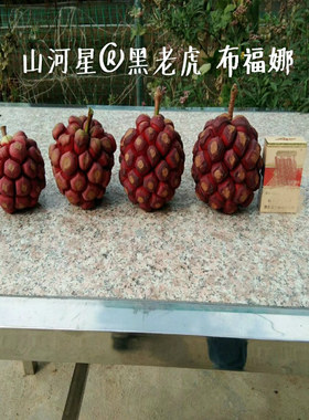 布福娜新鲜黑老虎冷饭团深山奇异野生水果恶魔果实血藤五味子 2斤
