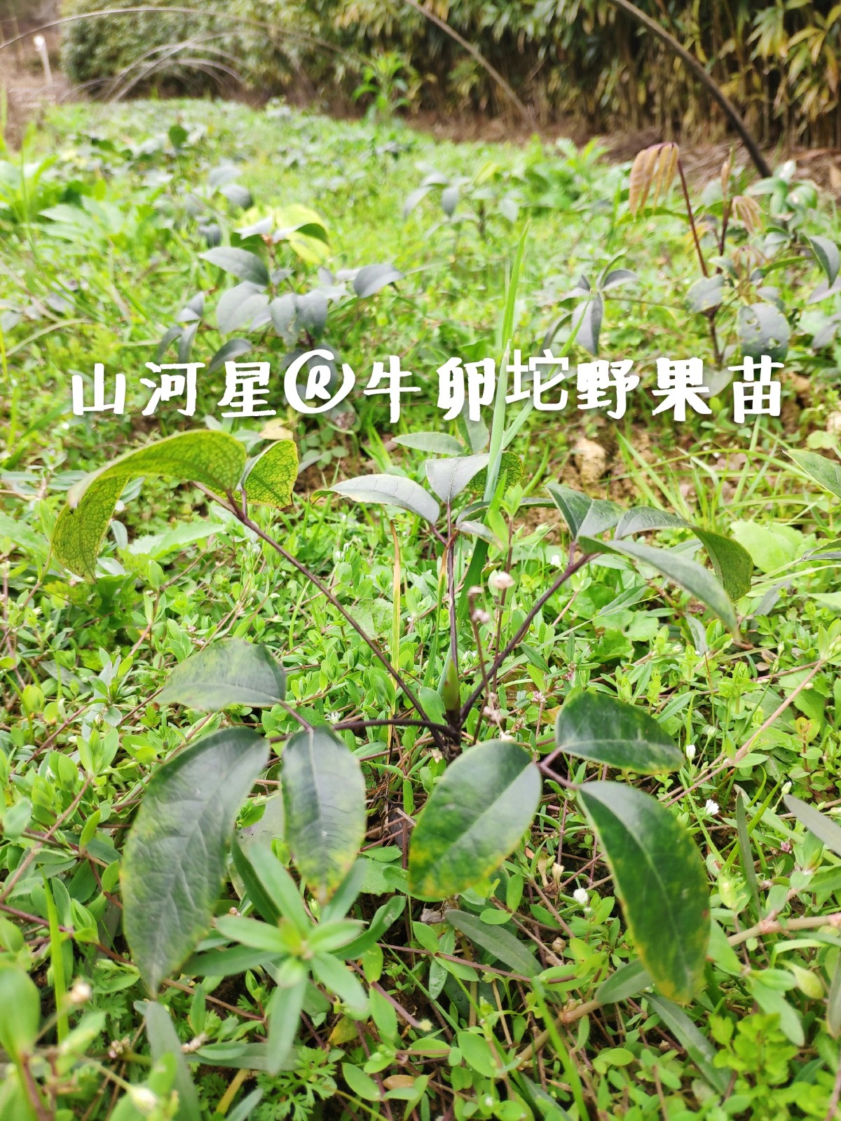 野果九月黄果苗牛卵坨拿藤包木通果香蜜果牛哈卵牛郎野果苗罗藤包