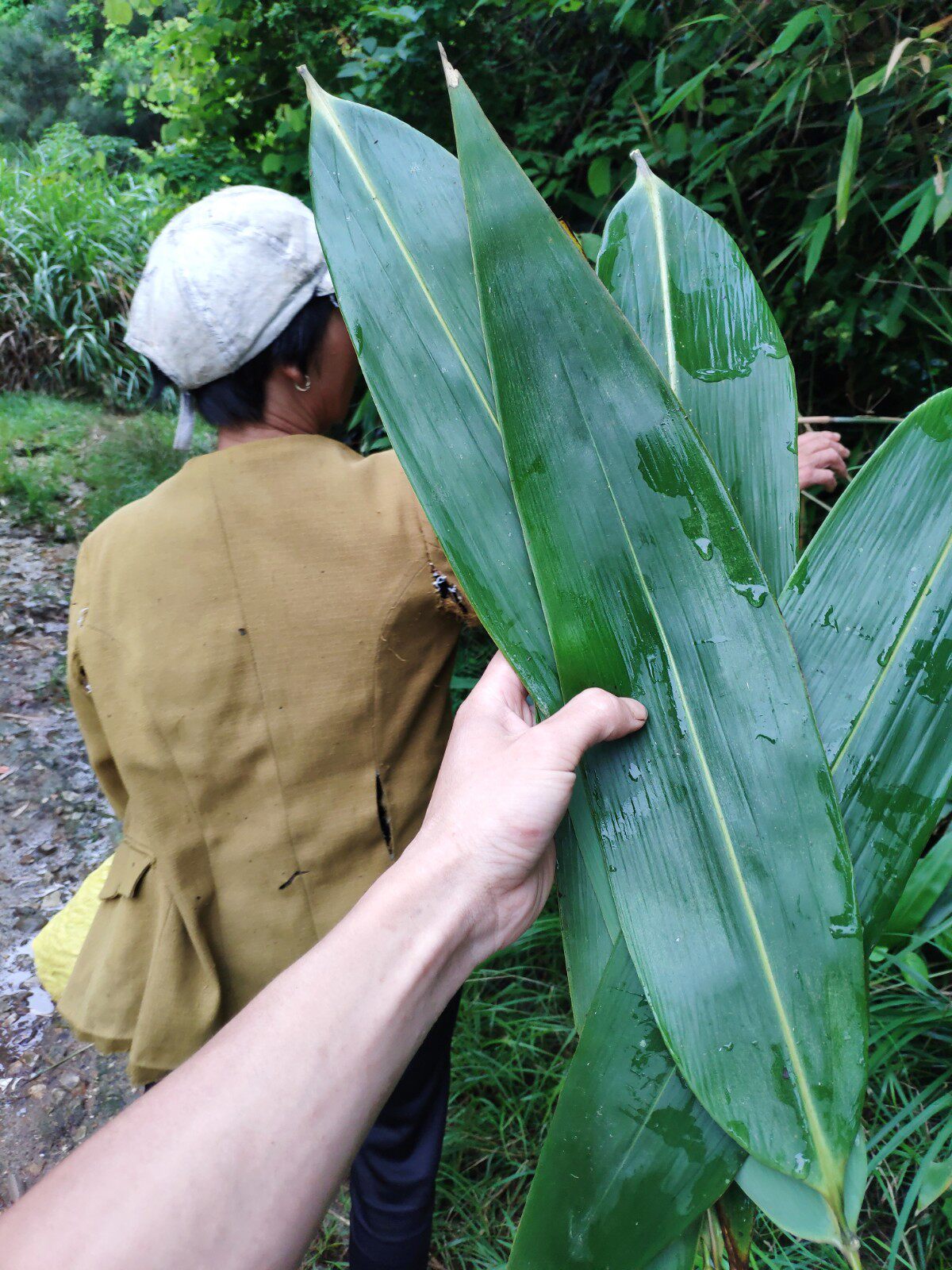 山河星粽叶新鲜生态端午节粽子叶箬叶大粽子叶廖叶芦苇叶包粽子闽