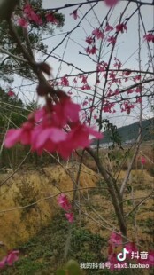 樱花树苗大红福建山樱花苗台湾绿化红粉佳人樱花三明清流赖坊樱花
