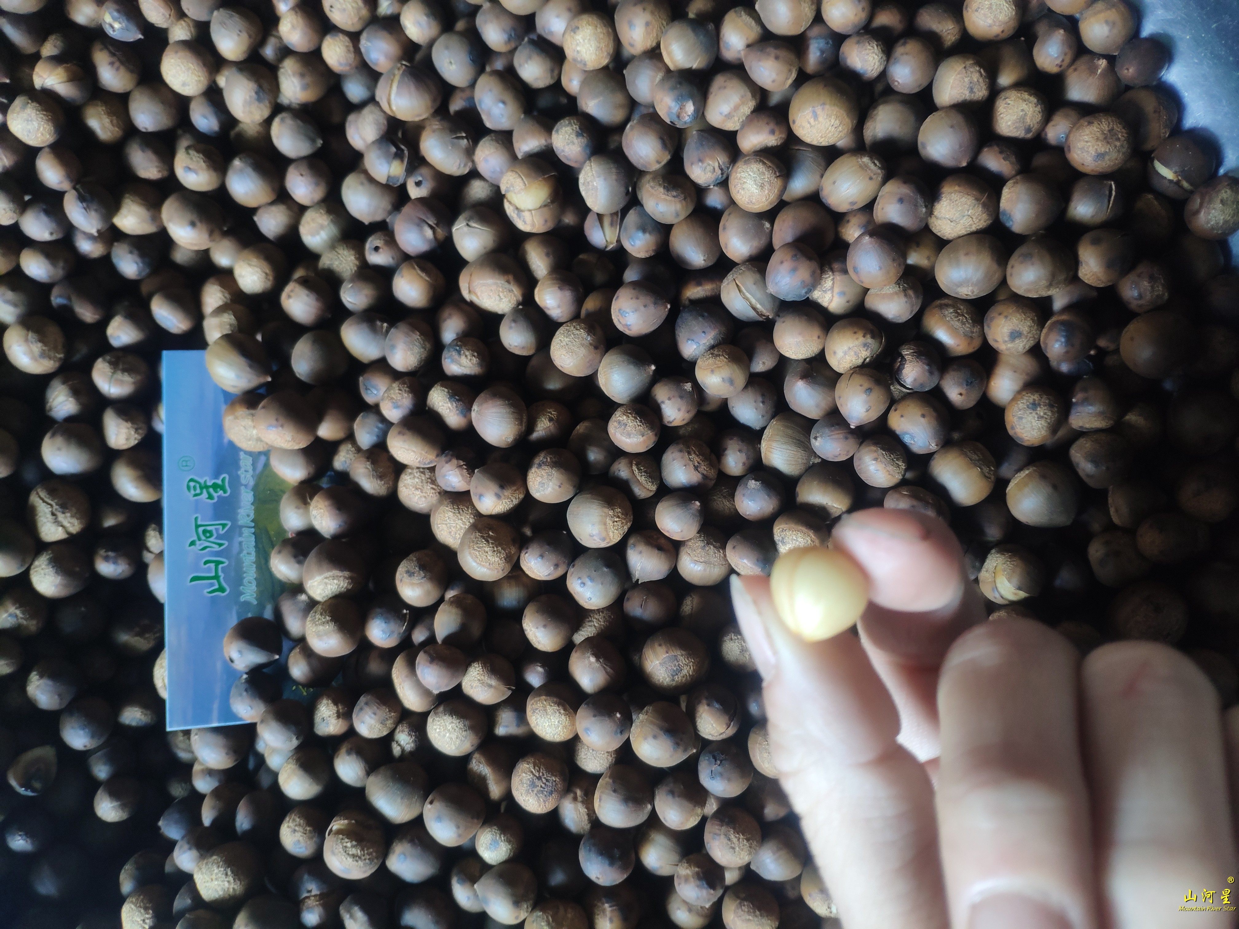 山河星野果野生水果毛栗子小板栗椎子米锥栗勾圆沟圆榛子生吃福建