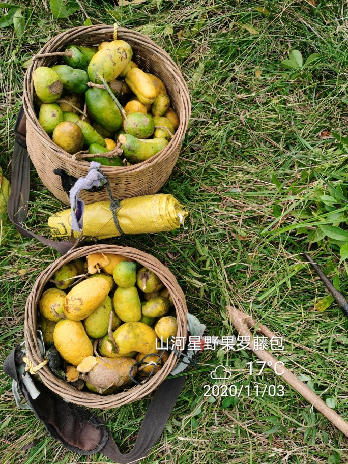 野果九月黄牛卵坨野生