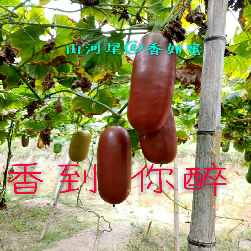 新鲜香如蜜儿童孕妇奇异不常见没见过罕见稀奇的特色水果甜瓜香瓜