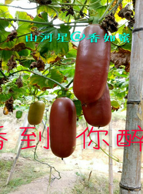新鲜香如蜜儿童孕妇不不常见水果