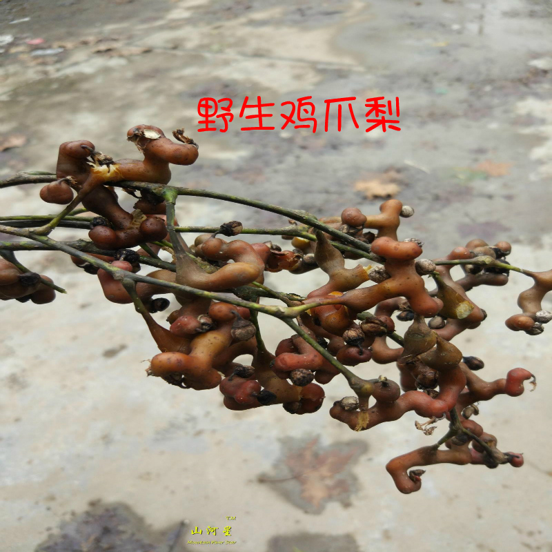 现摘新鲜野生拐枣 万寿果鸡爪梨泡酒泡茶煲汤野水果金钩枳椇子3斤