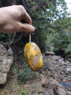 野果牛卵坨果麻藤包4斤九月黄八月瓜野生木通果8月炸牛腰子果拿子