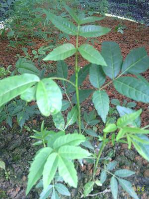 树叶菜食用 红油 红芽香椿苗香樁树苗 野菜苗 福建三明清流摇钱树