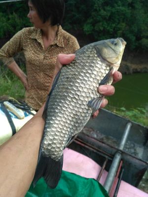 山河星生态鱼 九龙湖白鲫鱼肉泉水农村生鲜活福建三明清流土鱼1斤