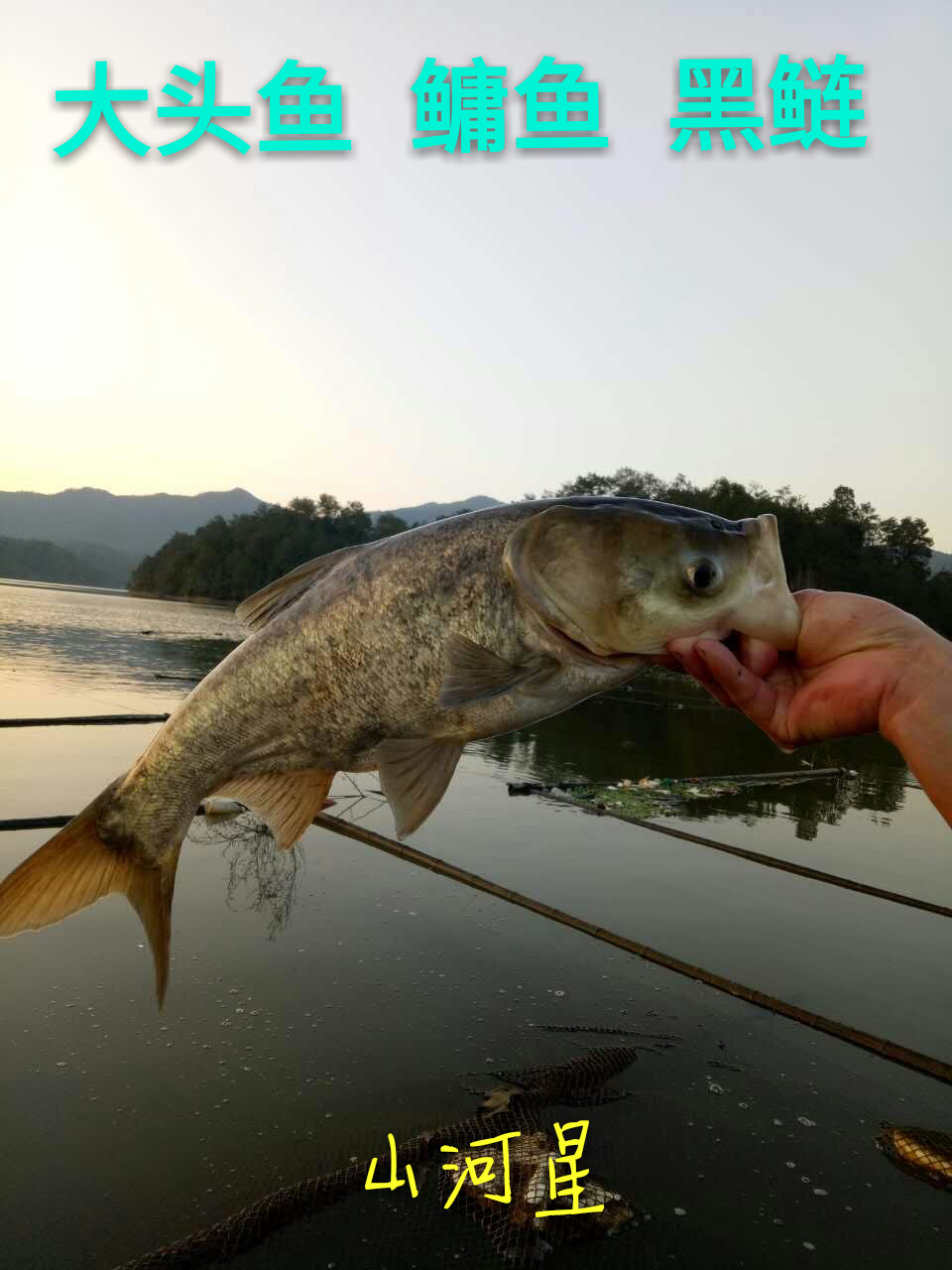 山河星生态鱼鳙鱼大头鲢黑花鲢九龙湖泉水新鲜胖头鱼闽清流溪河鱼