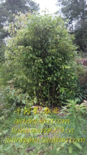 龙脑樟芳香樟苗 小叶樟树苗 造林绿化苗木自然香叶树福建三明清流