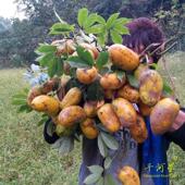 4斤 牛卵坨 山河星 野生水果野果香蜜果木通果九月黄八月瓜拿藤包