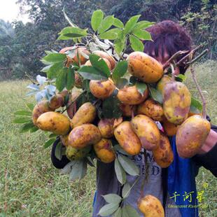 山河星 野生水果野果香蜜果木通果九月黄八月瓜拿藤包 牛卵坨 4斤