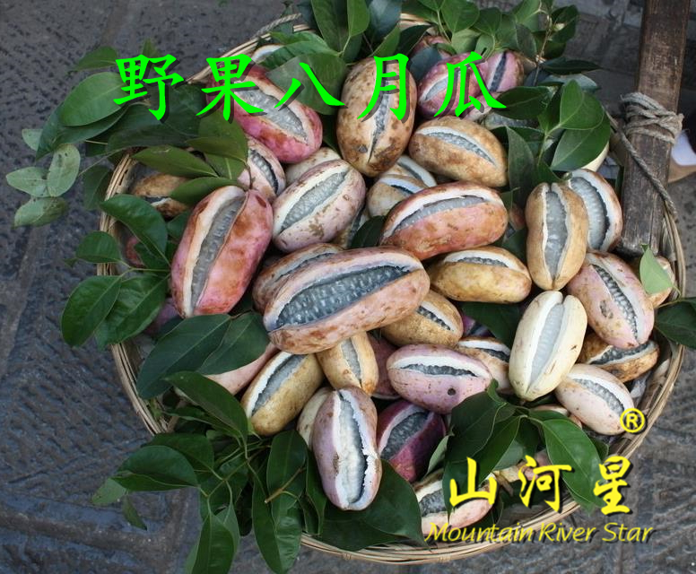 野果生态水果紫宝三叶木通果八月瓜苗楂八月炸树苗瓜预知子野香蕉