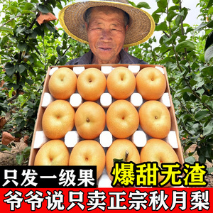 正宗山东莱阳秋月梨新鲜孕妇水果冰糖梨子当季现摘现发10斤装整箱