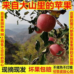 山西隰县新鲜苹果现摘现发脆甜多汁红富士苹果无蜡农家自种冰糖心
