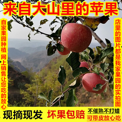 山西隰县红富士苹果脆甜多汁