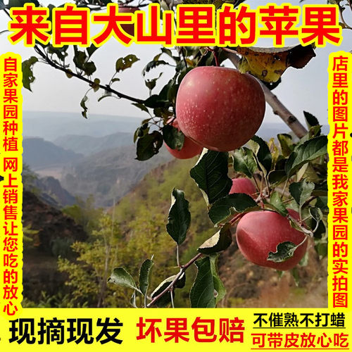 山西隰县红富士苹果脆甜多汁