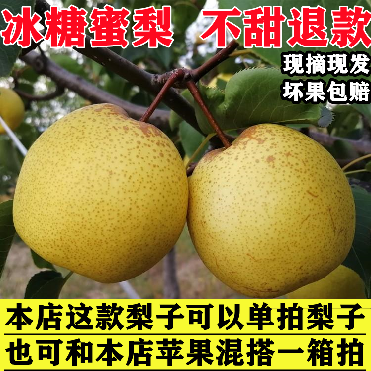 水果脆甜梨包邮蜜梨隰县蜜梨新鲜