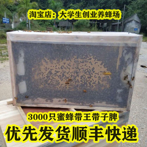 中蜂笼蜂中蜂蜂群带王优质蜜蜂活体蜜蜂蜂群工蜂群带子脾顺丰包邮 - 封面