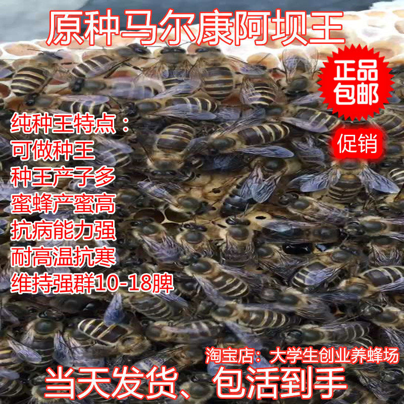 广西中蜂王阿坝纯种红背开产王黄王双色仓王黑色伏牛土蜂产卵活体