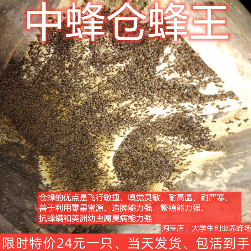 广西蜂王蜜蜂王出售中蜂开产新王伏牛王四川阿坝活蜂养蜂高产纯种
