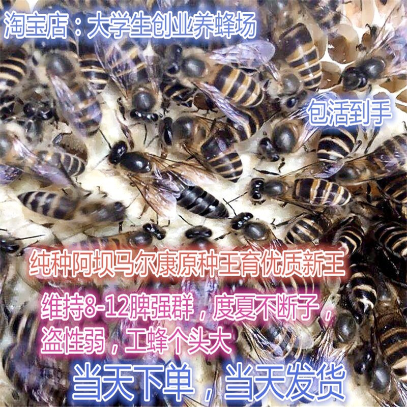 广西中蜂王阿坝纯种红背开产新王双色仓王黑色伏牛土蜂产卵活体蜂
