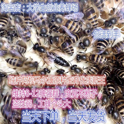 广西中蜂王阿坝纯种红背开产新王双色仓王黑色伏牛土蜂产卵活体蜂
